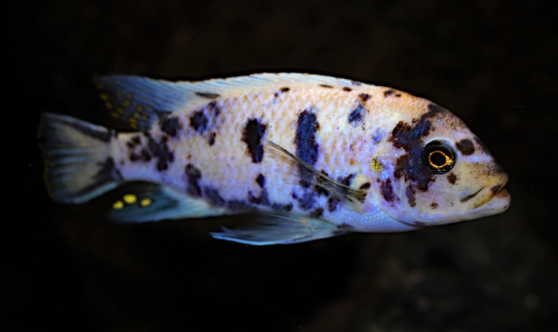 Maylandia zebra 'Likoma Island'